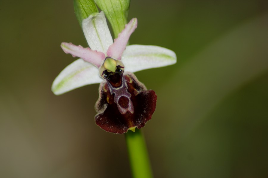 orchidee a macchiagrande: Ophrys ...