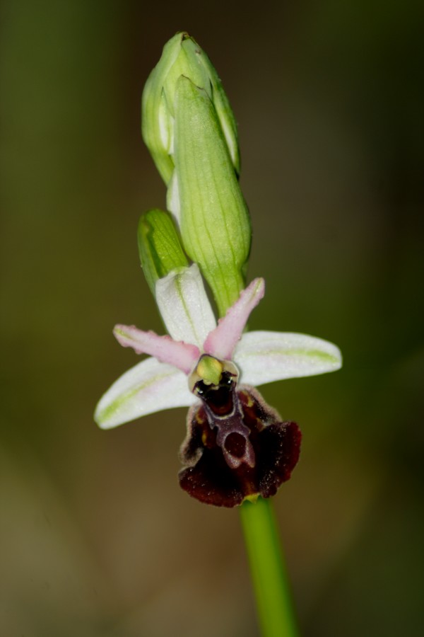 orchidee a macchiagrande: Ophrys ...