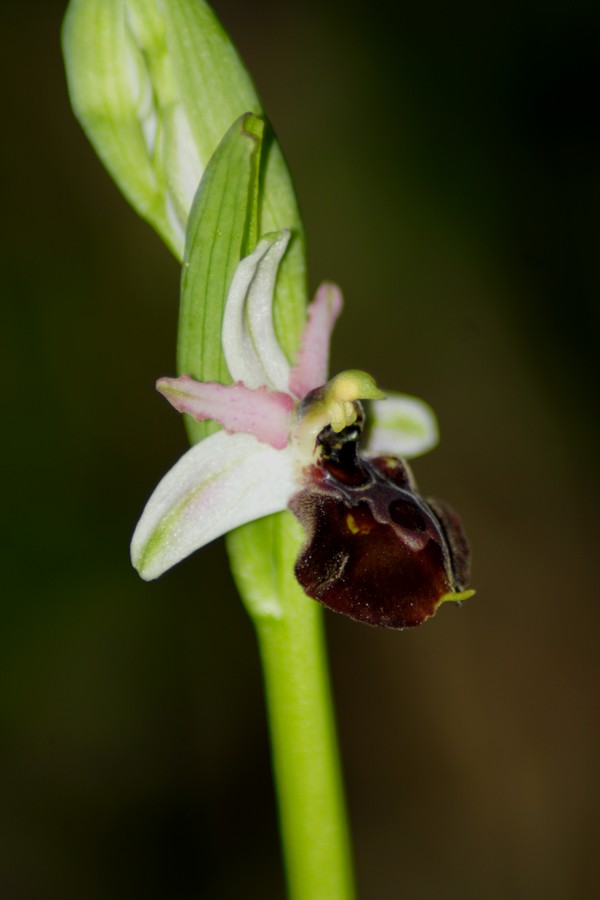 orchidee a macchiagrande: Ophrys ...