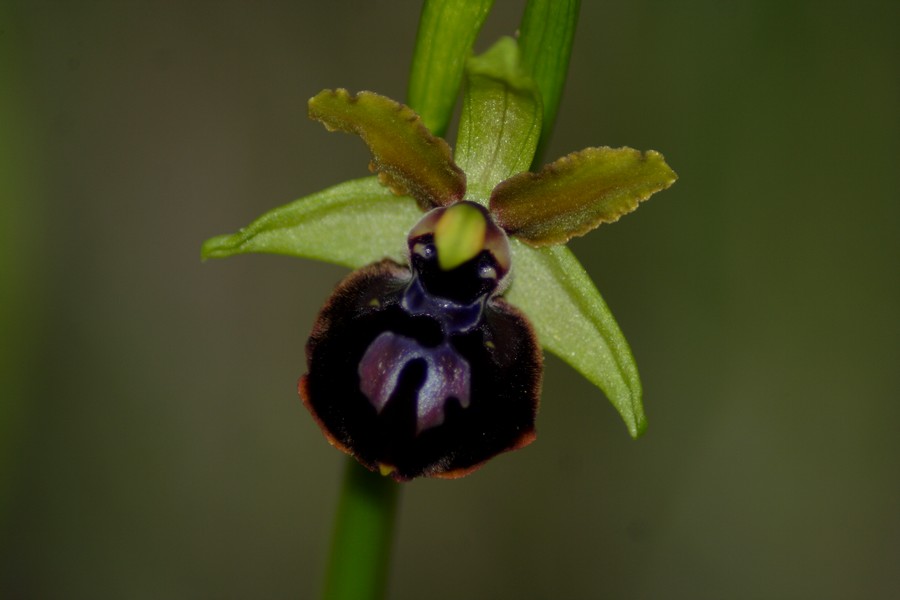 orchidee a macchiagrande: Ophrys ...