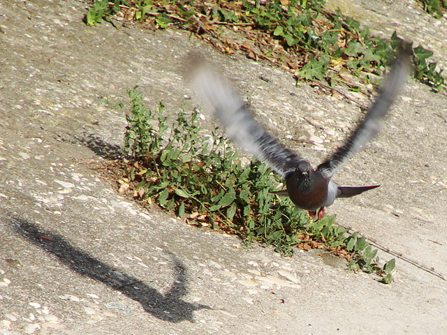 oggi al canale, vari uccelli