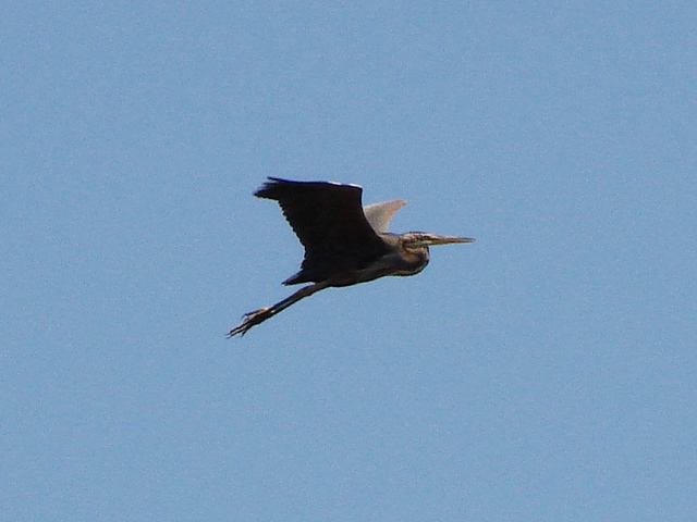 oggi al canale, vari uccelli