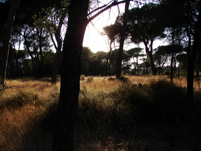 castelfusano dorata