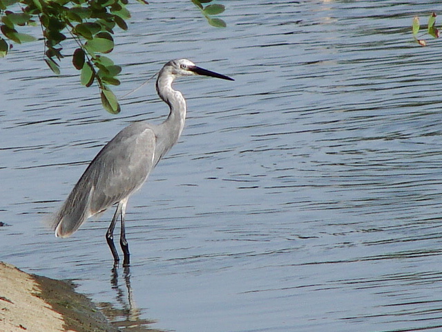 oggi al canale, vari uccelli