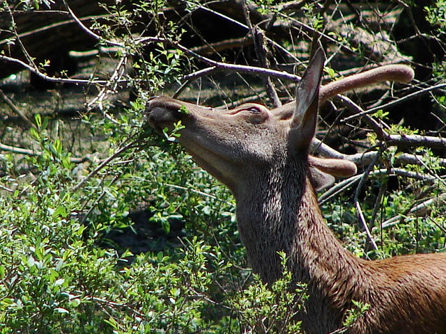 cervi, cervi, e ancora cervi (dal parco)