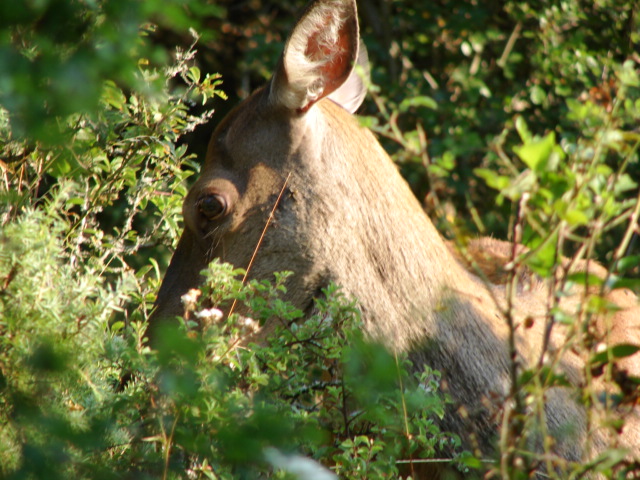 cervi, cervi, e ancora cervi (dal parco)