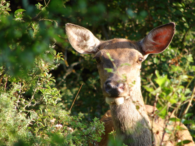 cervi, cervi, e ancora cervi (dal parco)