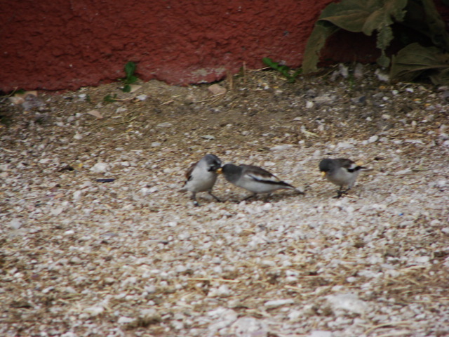 snowfinch day 2007