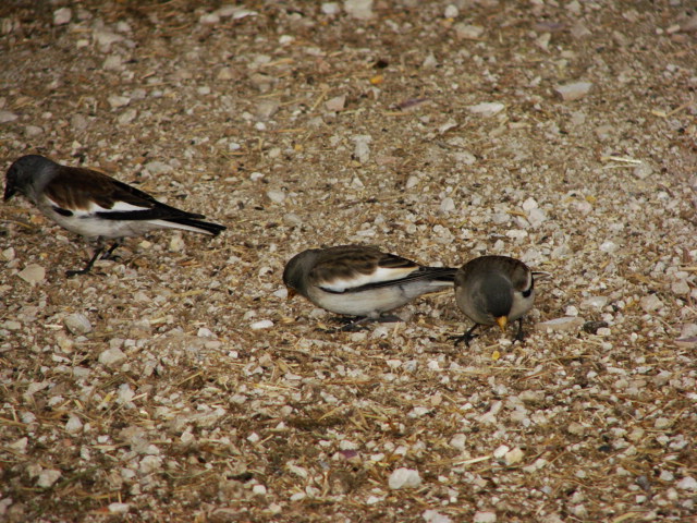 snowfinch day 2007