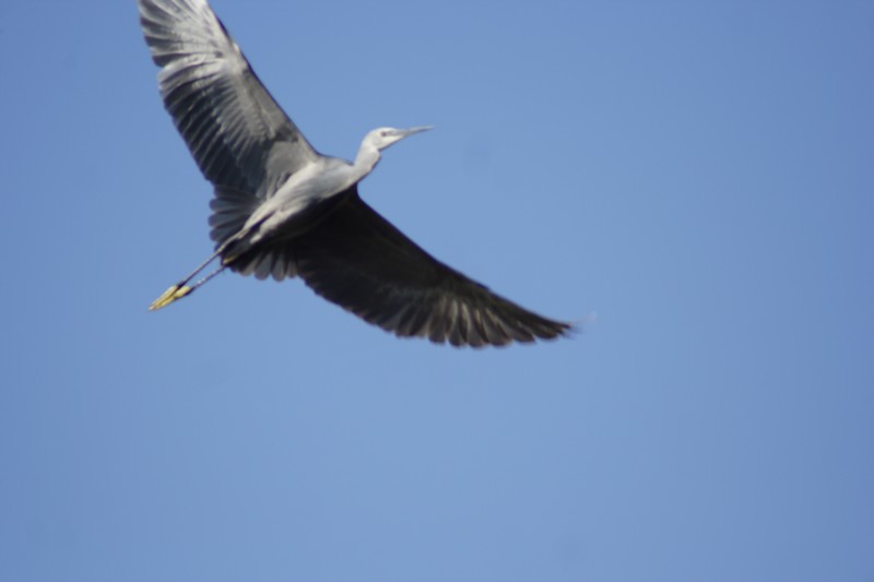 Egretta gularis in volo