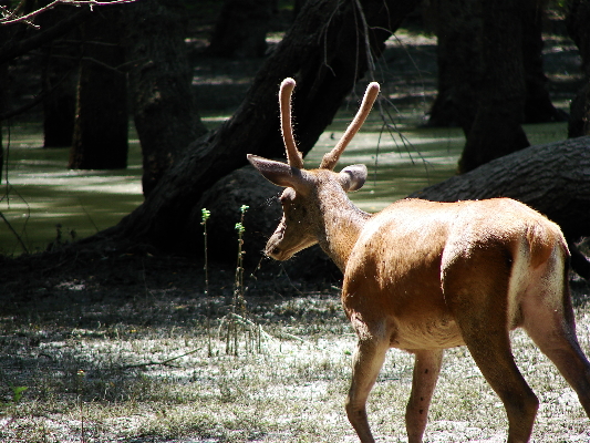 cervi, cervi, e ancora cervi (dal parco)