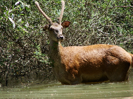 cervi, cervi, e ancora cervi (dal parco)