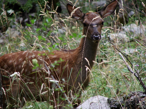 cervi, cervi, e ancora cervi (dal parco)