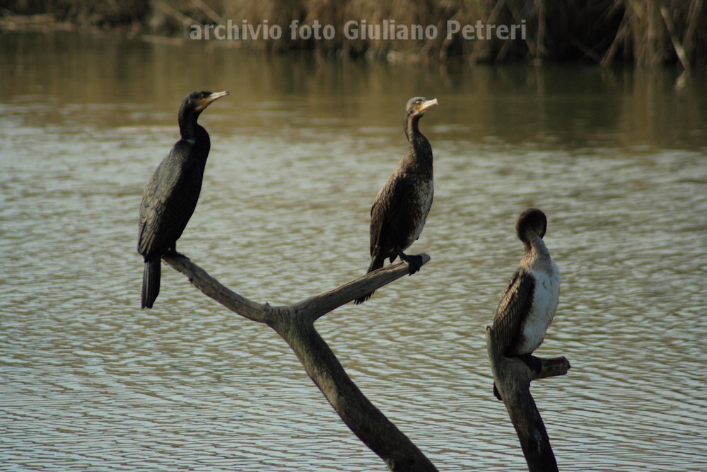 i cormorani si sono impadroniti dello stagno