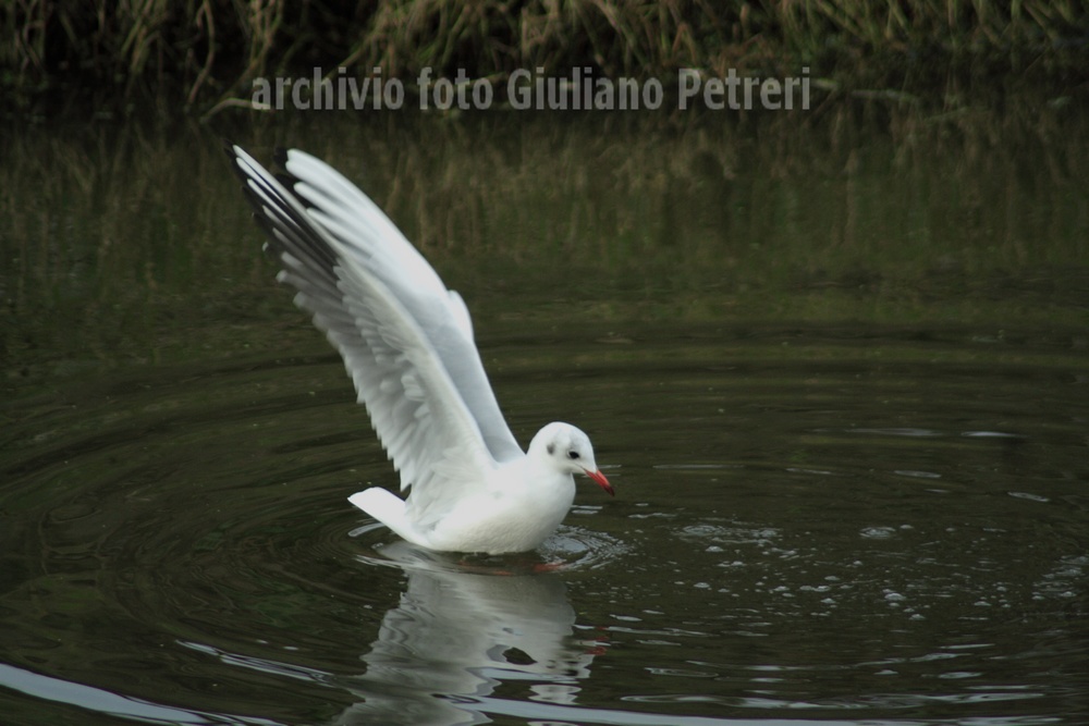 tregua dalla pioggia, alcuni gabbiani