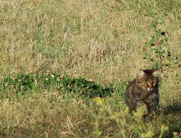 gatto domestico o raro gatto selvatico?