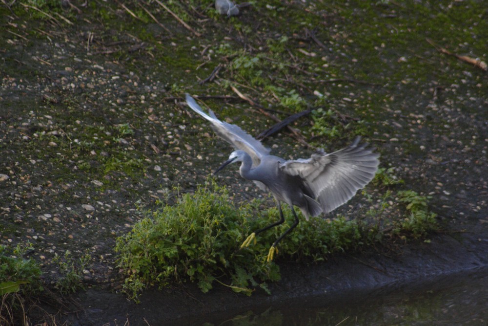 La caccia dell''Egretta gularis