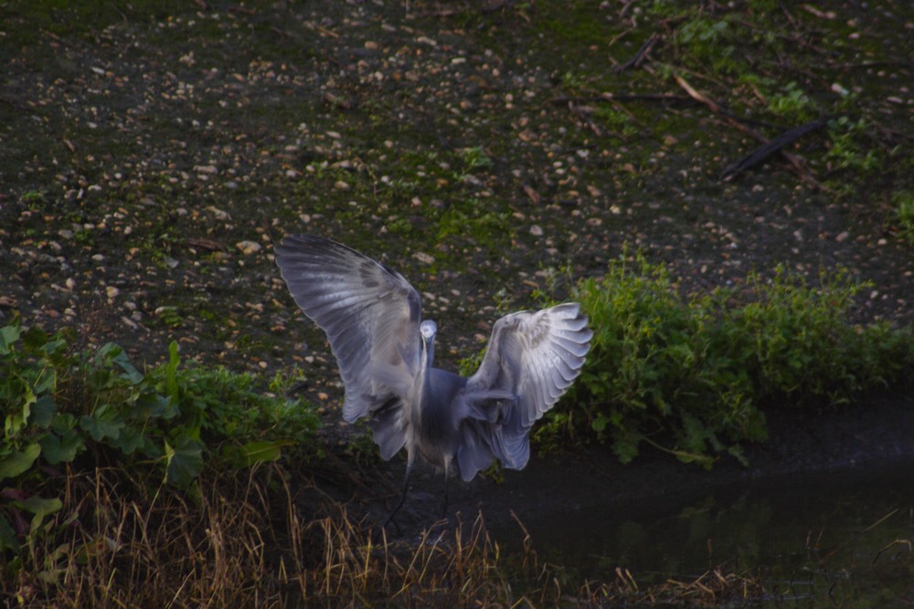 La caccia dell''Egretta gularis