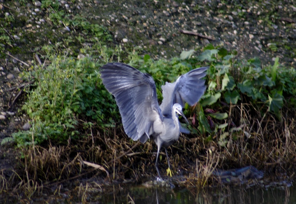 La caccia dell''Egretta gularis