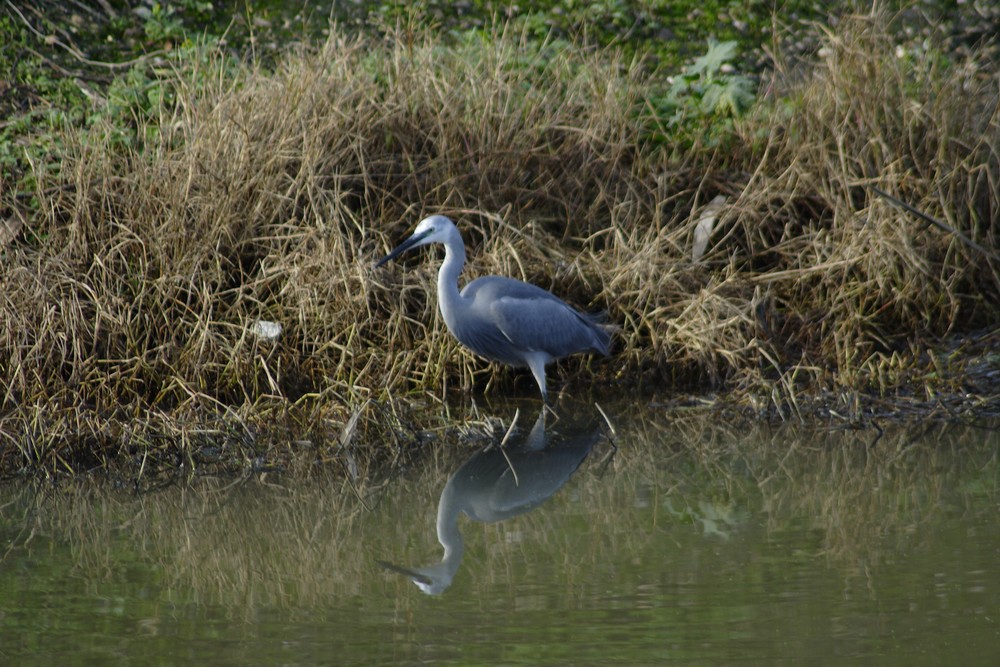 La caccia dell''Egretta gularis