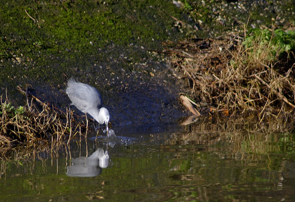 La caccia dell''Egretta gularis