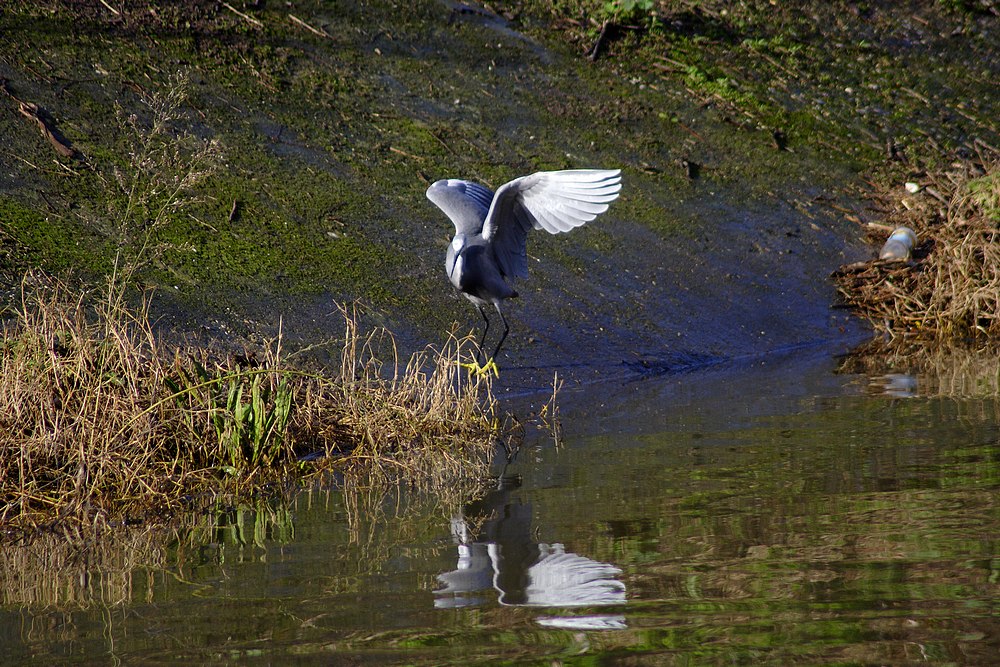 La caccia dell''Egretta gularis