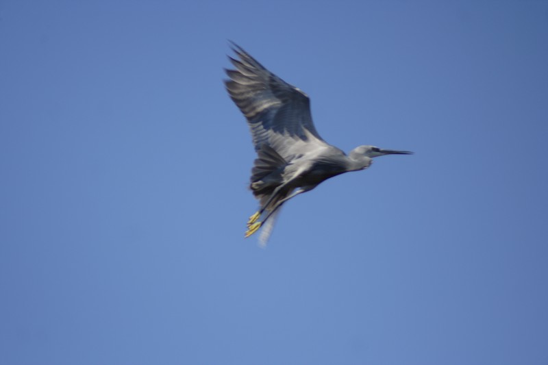 Egretta gularis in volo