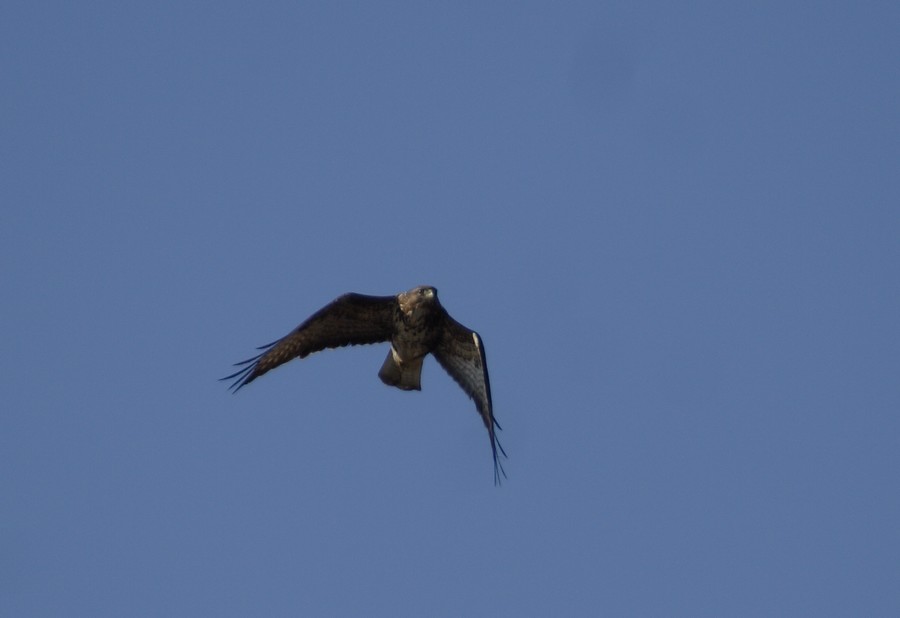 poiana vs falco di palude