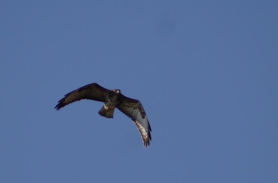 poiana vs falco di palude