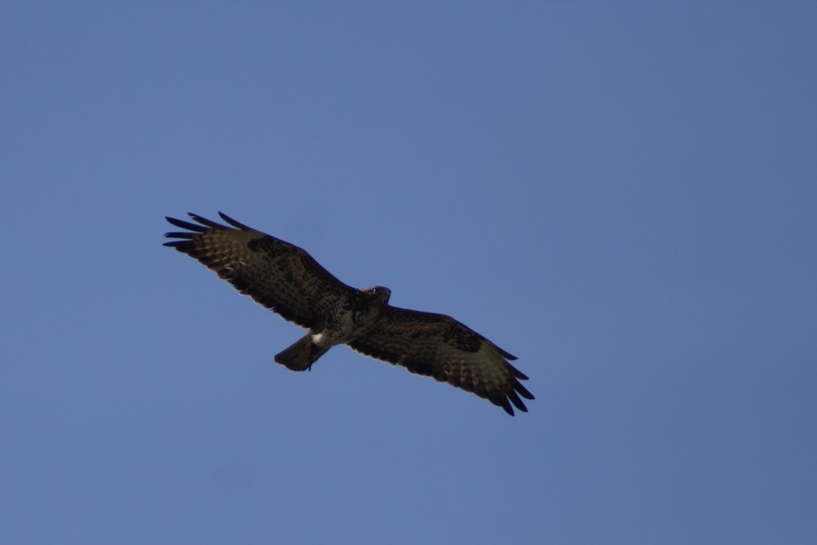 poiana vs falco di palude