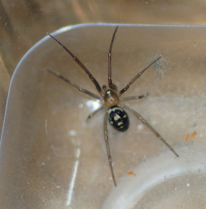 Steatoda grossa