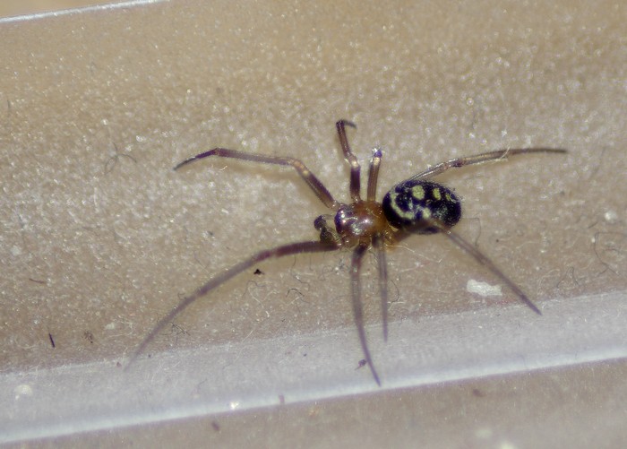 Steatoda grossa