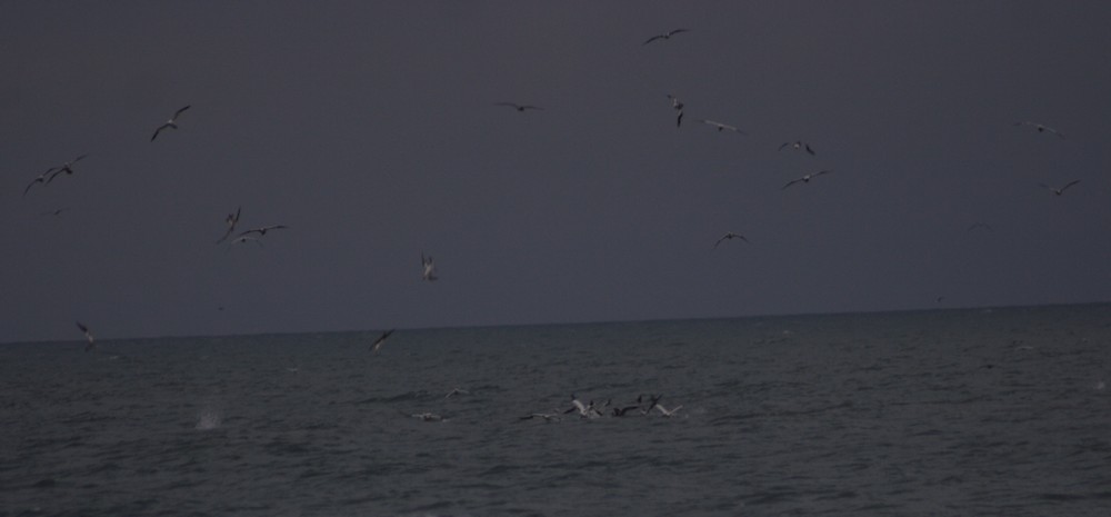 sule a focene,  foto in fase di caccia