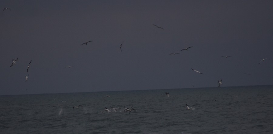 sule a focene,  foto in fase di caccia