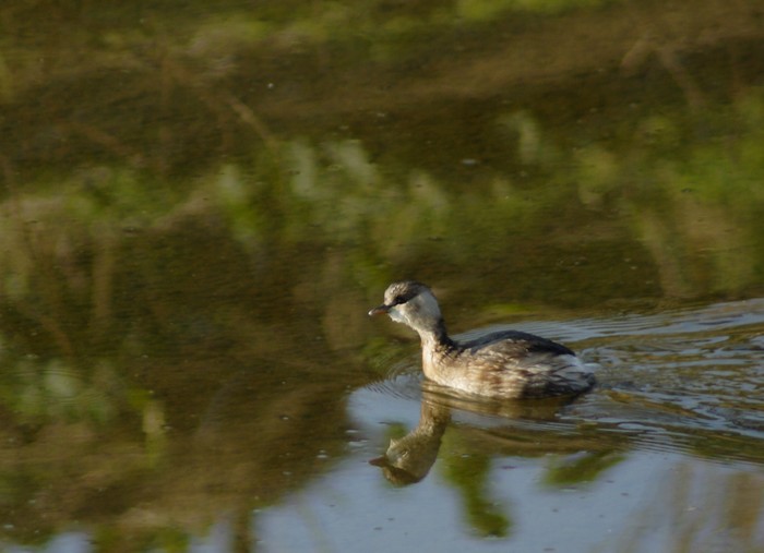 al canale di longarina