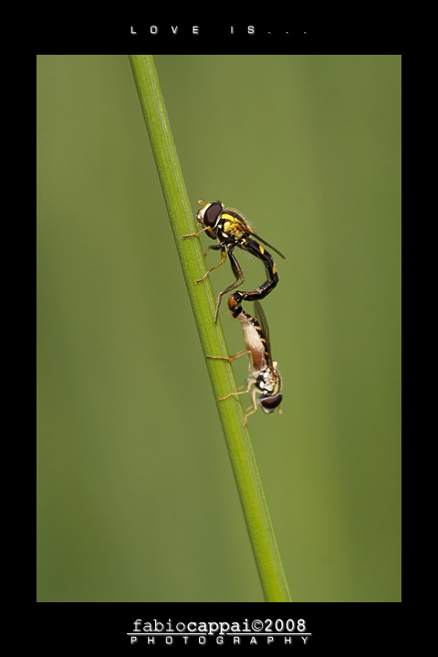 :: LOVE IS... (Sphaerophoria scripta)