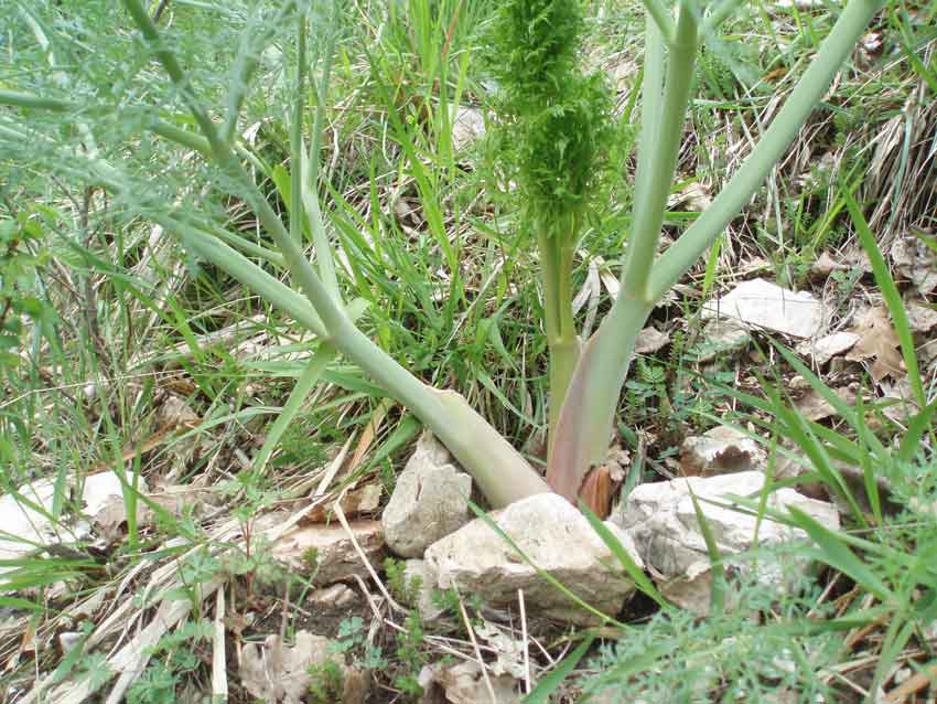 Ferula communis