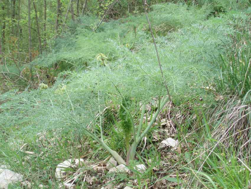 Ferula communis