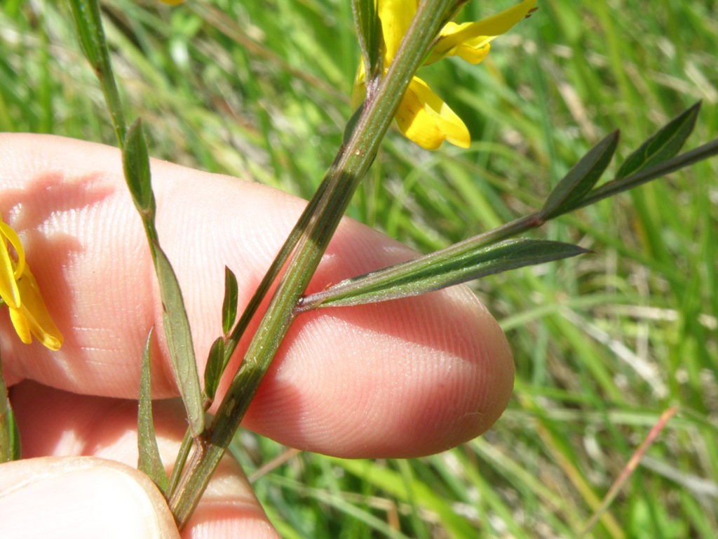 Genista tinctoria