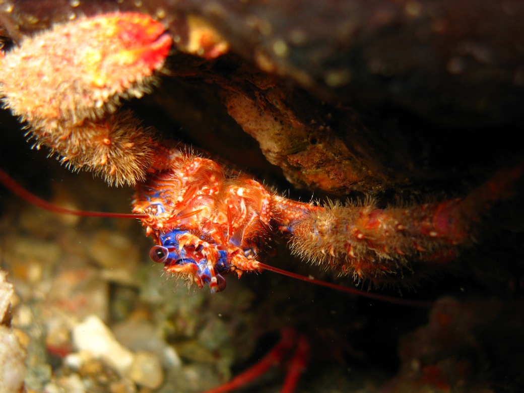 Galathea strigosa