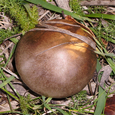 Fungo da identificare (cfr. Volvariella gloiocephala)