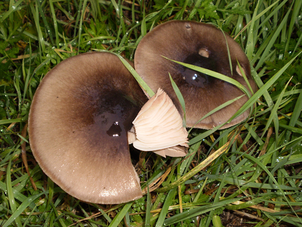 Volvariella gloiocephala