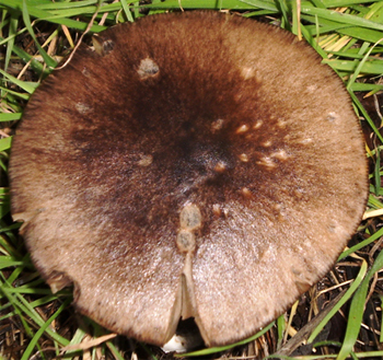 Fungo da identificare (cfr. Volvariella gloiocephala)