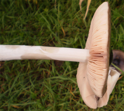 Volvariella gloiocephala