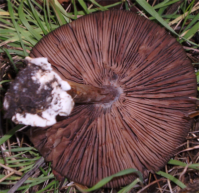 Fungo da identificare (cfr. Volvariella gloiocephala)