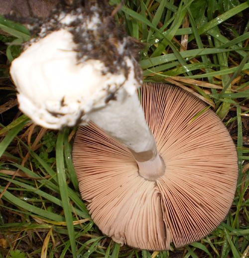 Volvariella gloiocephala