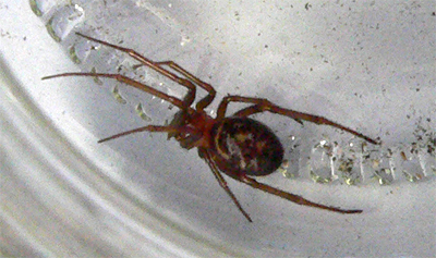 Steatoda grossa