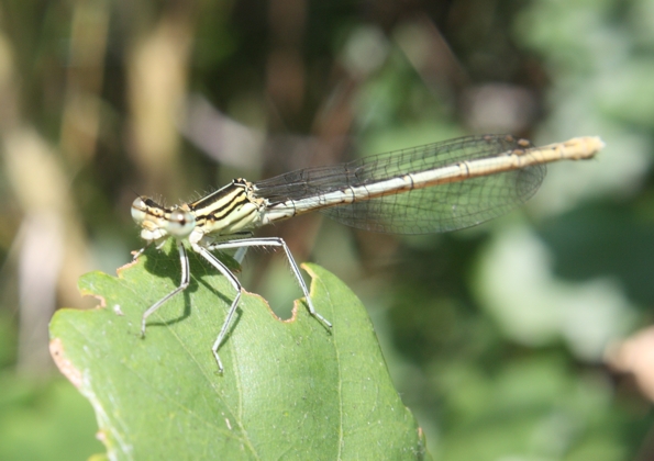 Ischnura? - Platycnemis pennipes (femmina)