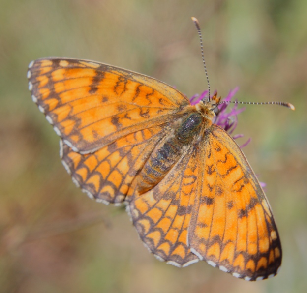 Farfalla da identificare