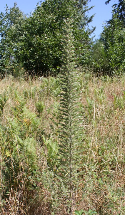 Echium italicum